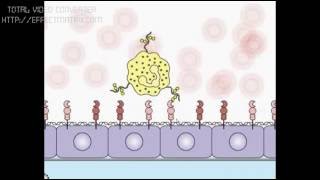 Neutrófilos Adherencia y Rodamiento ANIMACIÓN TRADUCIDA Inmunología [upl. by Ib814]