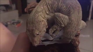 Rhacodactylus Leachianus gecko leachie shedding fully on video [upl. by Ahsinat]