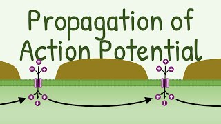 Propagation of Action Potential [upl. by Mathis]