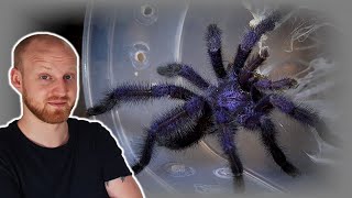 Avicularia purpurea Pairing Purple Pink Toe Tarantula [upl. by Ittocs]