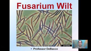 Fusarium Wilt [upl. by Eiramnaej]