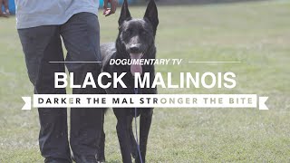 BLACK MALINOIS PROTECTING IN SOUTH CENTRAL LOS ANGELES [upl. by Mauri491]