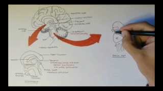 Brain Anatomy Overview  Lobes Diencephalon Brain Stem amp Limbic System [upl. by Eedrahc]