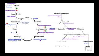 Overview of Metabolism Part 4  Glutamate Glutamine amp Nucleotide Biosynthesis [upl. by Saucy]