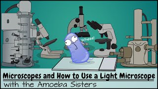 Microscopes and How to Use a Light Microscope [upl. by Orit5]