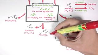 Starch Fermentation In the Digestive Tract [upl. by Eilrahs177]