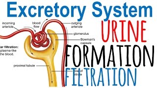 Extracting urea from my own pee [upl. by Maribeth]