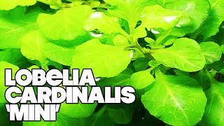 Lobelia Cardinalis Mini  3 Gallon Planted Tank [upl. by Sedinoel715]