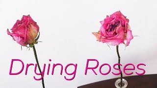 How to Dry Roses [upl. by Dub]