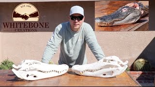 HOW TO CLEAN AN ALLIGATOR SKULL [upl. by Graham]