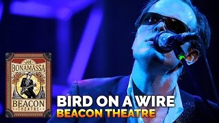 Joe Bonamassa Official  quotBird On A Wirequot  Beacon Theatre Live From New York [upl. by Eeliah767]