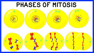 Phases of Mitosis and Cell Division [upl. by Bronson373]