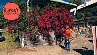 Burkes Backyard How to Keep A Bougainvillea Flowering [upl. by Little764]