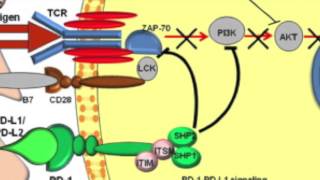 PD1 PDL1 role in immune system inhibition [upl. by Neron681]