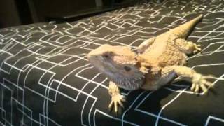 Bearded Dragons  Head Bobbing and Arm Waving Aggressive and Submissive Gestures [upl. by Holle]