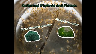 How To Culture Daphnia and Moinas using Green Water Spirulina powder [upl. by Musser732]