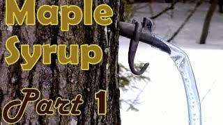 Making Maple Syrup Part 1 How to Select amp Tap a Maple Tree [upl. by Caddric]