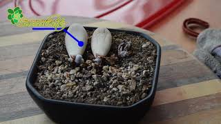 Propagating Pachyphytum Oviferum Moonstone [upl. by Elleuqar]