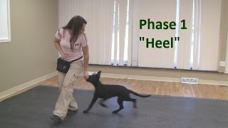 How to Train a Dog to quotHeelquot K91com [upl. by Rizzo]