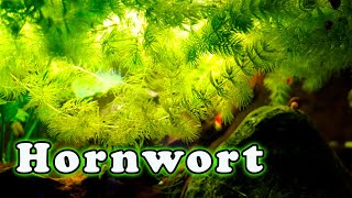 Hornwort Aquarium Plant Care Is This The FASTEST Growing Aquarium Plant [upl. by Atis]