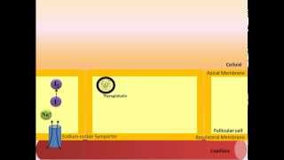 Thyroid Hormone Synthesis [upl. by Naiditch]