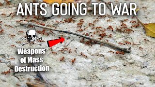 I Filmed Ants Going to War [upl. by Lacy]