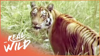 The Survival Of A Tiger TIger Documentary Real Wild [upl. by Stoeber]