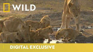 Lioness Sisterhood  Predator Bloodlines  National Geographic Wild UK [upl. by Kcyrred]