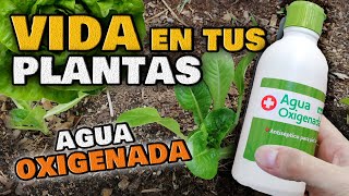 Usos ASOMBROSOS del AGUA OXIGENADA en las Plantas  INSECTICIDA y FUNGICIDA para Huerto y Jardín [upl. by Llacam]