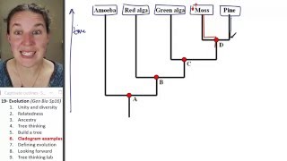 Evolution 6 Cladogram examples [upl. by Krueger]