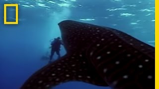 Whale Shark  National Geographic [upl. by Andeee531]