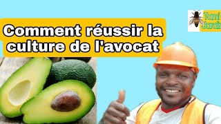 culture de lavocat Comment multiplier par 5 sa récolte [upl. by Ruyam938]