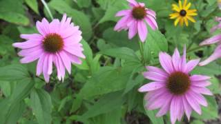 Plant portrait  Purple coneflower Echinacea purpurea [upl. by Craw]