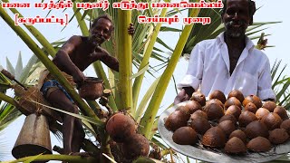 PALM JAGGERY PREPARATION  How To Make Palm Jaggery From Palm Water  Prepare by KARUPPASAMI KGF [upl. by Leelah872]