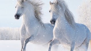 Peaceful Soothing Relaxing Instrumental Music Meditation Nature quotWinter Dreamsquot By Tim Janis [upl. by Amorete212]