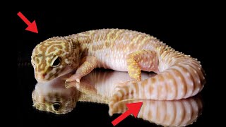 Leopard Gecko Body Language [upl. by Florrie]