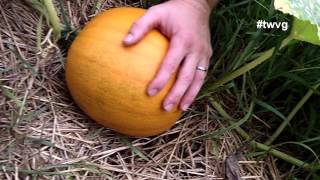 When To Harvest Your Pumpkin  Quick Tip [upl. by Ninehc927]