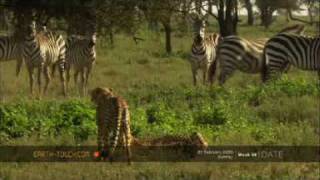 Lone wildebeest calf falls victim to cheetahs [upl. by Odranar]