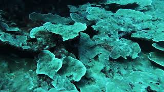 SCUBA Diving and Seascaping at Lakshadweep [upl. by Anaugahs793]