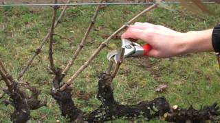 Spur Pruning Grapevinesmp4 [upl. by Milda]