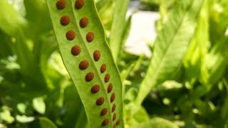 Propagating Ferns from Spores – Family Plot [upl. by Yedok]