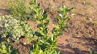 Removing a rootstock sucker on a citrus tree [upl. by Waynant]