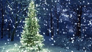 10 Hours Snowfall on Christmas Tree in the Woods  Video amp Audio 1080HD SlowTV [upl. by Teferi]