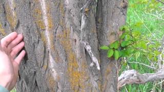 Identifying a Black Locust Tree [upl. by Guy]