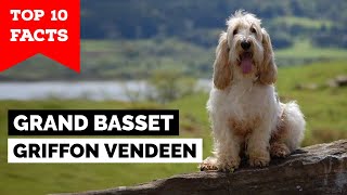 Grand Basset Griffon Vendeen  Top 10 Facts [upl. by Garald]