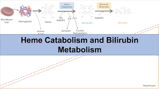 Heme Catabolism and Degradation Pathway  Biochemistry Lesson [upl. by Nodnyl]