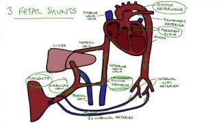 Understanding Fetal Circulation [upl. by Enomrej312]