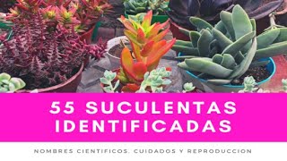 55 SUCULENTAS IDENTIFICADAS  Nombres científicos cuidados y reproducción [upl. by Adriene599]