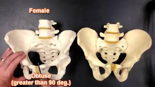 Pelvis Anatomy [upl. by Drofliw]