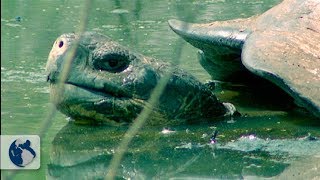 Galapagos Islands Origin and Life  Full Documentary [upl. by Araeic28]